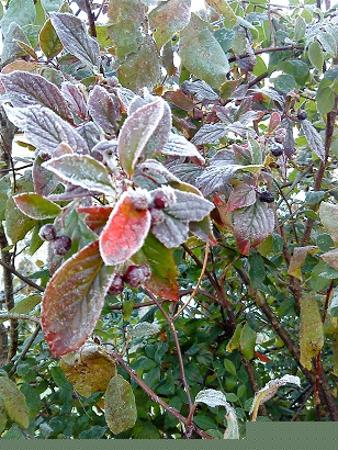 Frost2